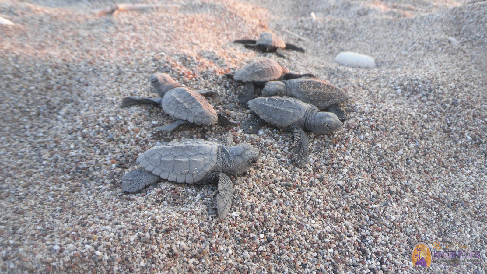 Kemer Sehenswürdigkeiten Schildkrötenbucht